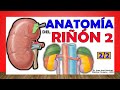 ✅ Anatomía del RIÑÓN (2/2). ¡Fácil Explicación!.