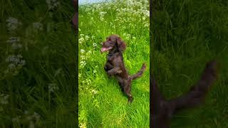 Happy Springer Spaniel