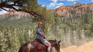 The Ultimate Bryce Canyon Experience: Mule Riding on Peekaboo Loop & Van Camping