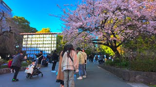 桜開花直前の東京・上野公園【4K HDR】