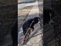 I hope that’s not real! #dogs #bernesemountaindog #walking #exercise