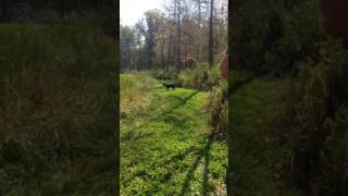 Handling Work -Back Casting With Your Retriever