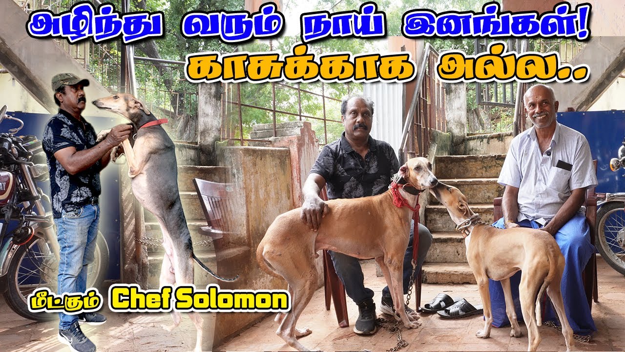 காசுக்காக அல்ல… அழிந்து வரும் நாய் இனங்களை மீட்கும் Chef Solomon #dogrescue #youtubeindia #dog #pets