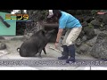 小諸市動物園の動物をご紹介！パート２ の動画、YouTube動画。