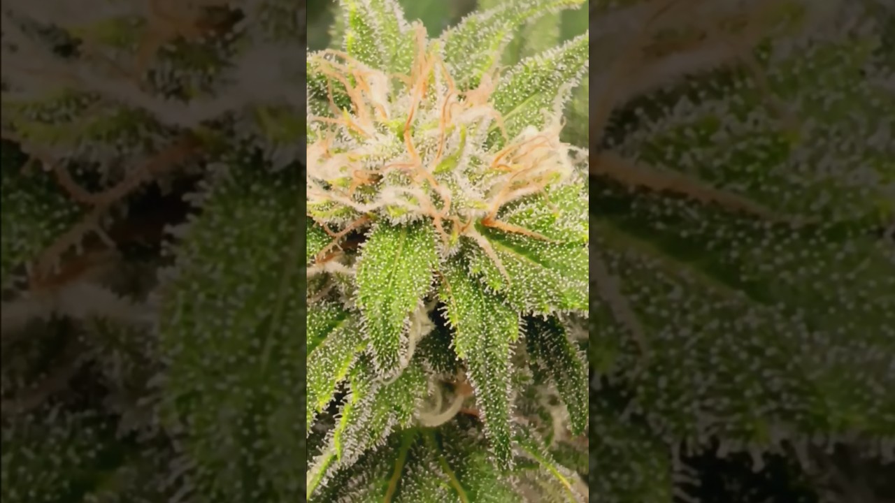 Wedding cheesecake week 13 day 6 