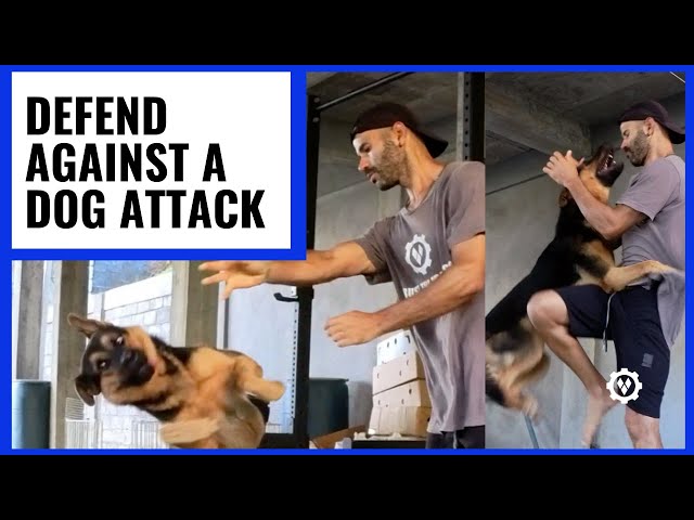 How to Defend Against Dog Attack