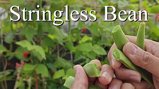 Grow Polestar Runner Beans - Lovely Sweet Flavour