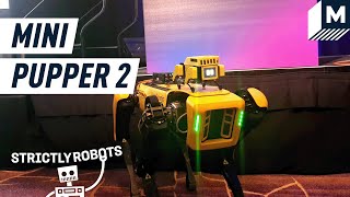 This Tiny Robot Dog Just Got an Upgrade | Mashable