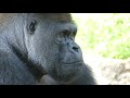 ハオコ劇場５　ハオコの監視業務と仲裁業務　上野動物園　ニシゴリラ(Gorilla,Orautatan,Chimpanzee,Animal,Zoo)