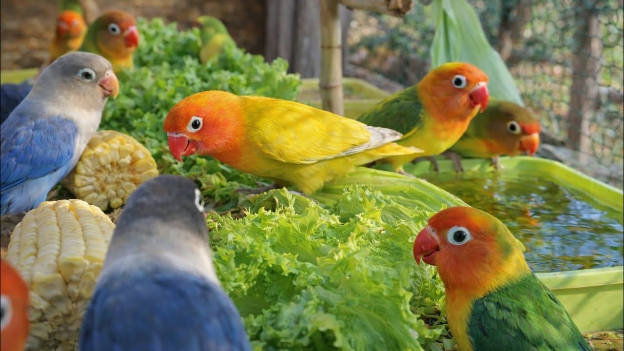 Lovebird Colorful 💚❤️#lovebirds #sunconure #parrotlover #birds #cutelovebird