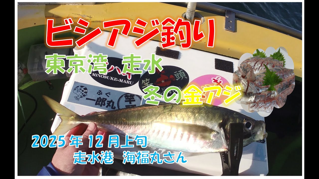 【東京湾走水の金アジ】2025年12月上旬　ビシアジ釣り　冬の低活性で大アジを釣り美味しく食べる。
