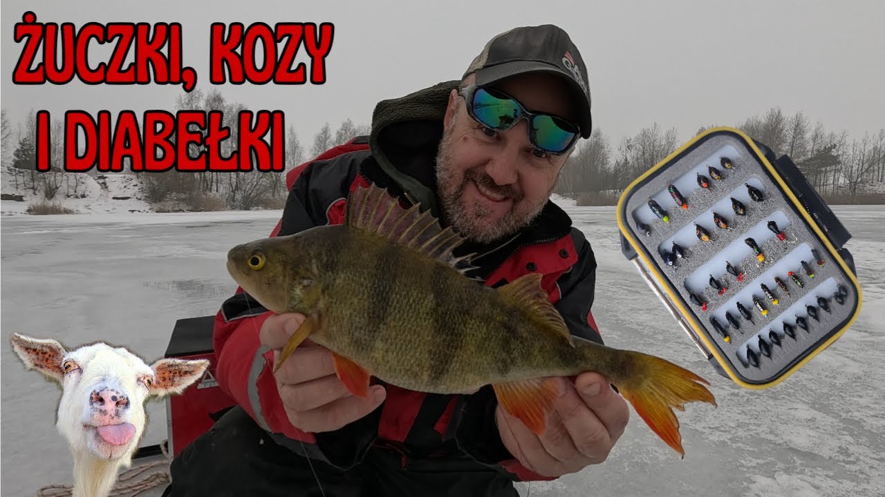 ŁOWIMY OKONIE SPOD LODU NA ŻUCZKI, KOZY I DIABEŁKI / odc. 244