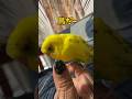 自分で鳥って言うの逆に怪しい