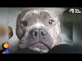 Dog Found Alone Never Leaves His New Mom's Side | The Dodo