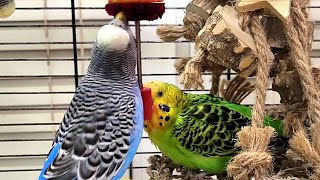 7 hours of budgie sounds for lonely birds