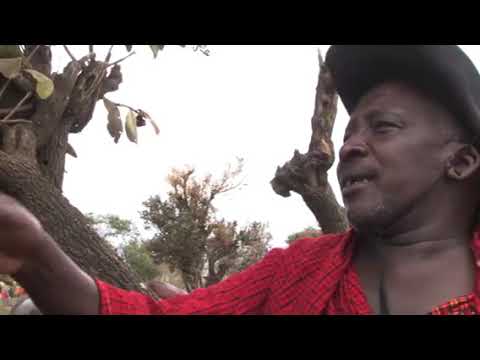 Karibu Loo Papa Maing Urai Irkorianga Ewuitoo Irkumbaun Mana Yake Edonyo