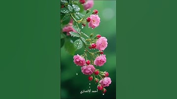 تلاوة مباركة من سورة هود. الشيخ رعد محمد الكردي