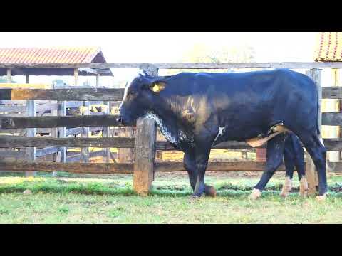 LOTE 29 FASTIDIOSA / FUGACIDADE