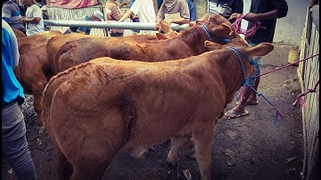 Inilah Harga Sapi Pedet Limusin Pasar Sapi Ambulu Jember Jawa Timur