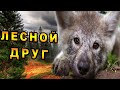 История дружбы волчонка и человека! (часть 1)