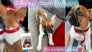 ФРАНЦУЗСКИЙ БУЛЬДОГ/МЫ ЗАВЕЛИ ЩЕНКА/ВАНЖЕЛЬ❤️