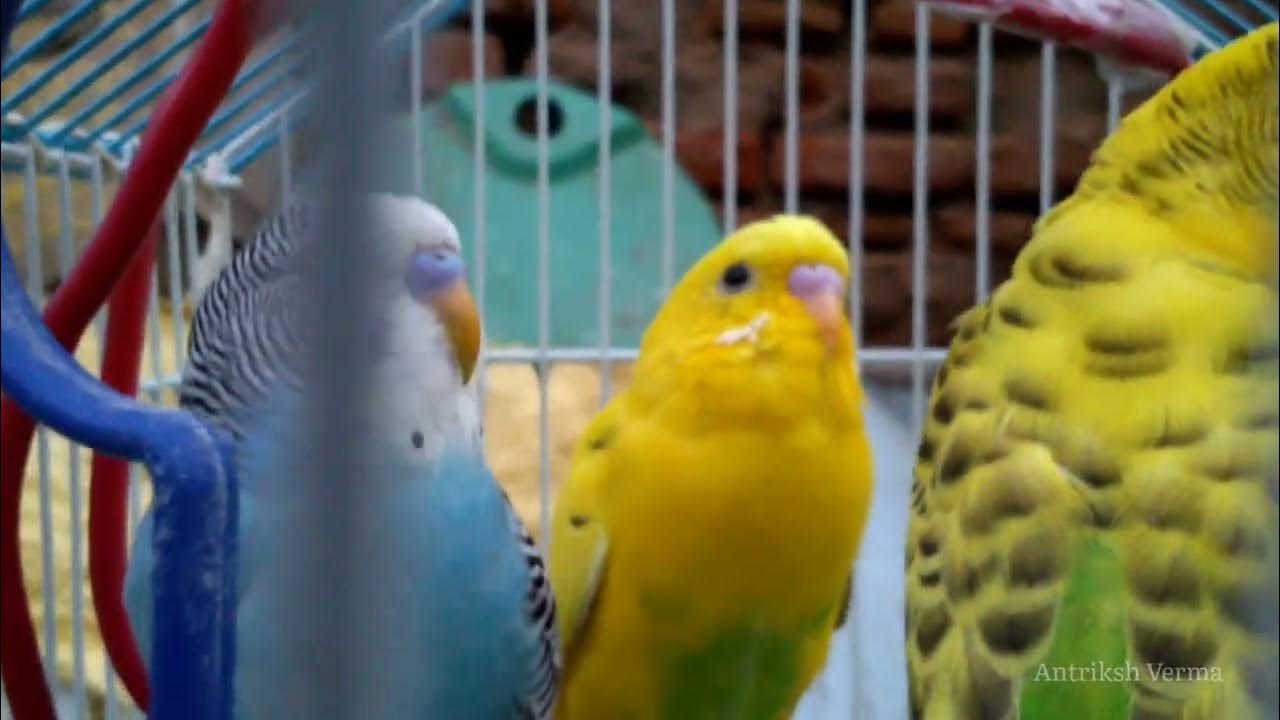 Love Birds Singing and Talking Budgie Talking Sound Budgie relaxation sound 2022 YouTube