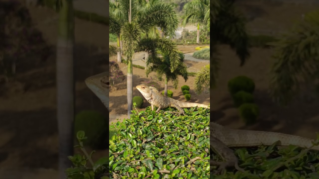 Oriental garden lizard/Indian garden lizard