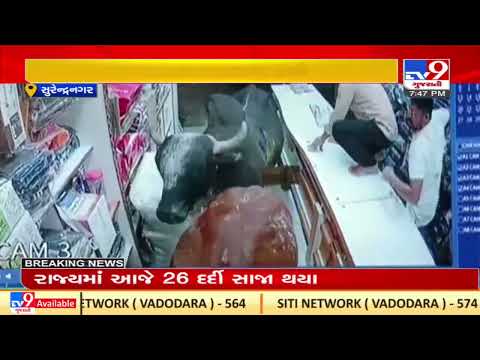 Locals panic after Bulls enter a shop while fighting in Chotila, Surendranagar | TV9News
