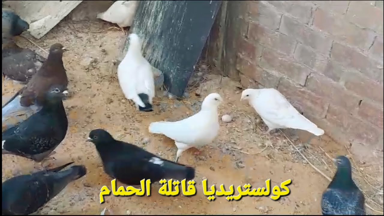 بكتيريا كولستريديا قاتلة للحمام  ومالهاش إلا حل واحد بس...مرض شديد منتشر دلوقتي ...عالجه بسرعة جدا