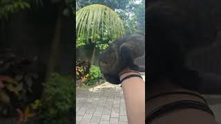 Musang Pandan Jinak Lucu