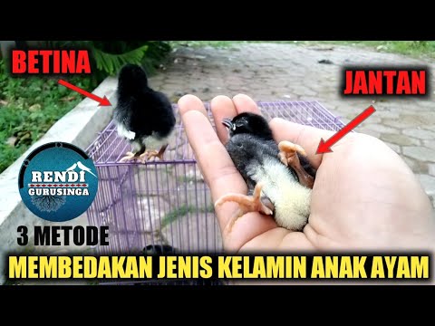 Video: Cara Menentukan Jantina Ayam