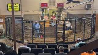 Is the cattle market tanking?