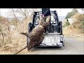 箱罠の巨大雌イノシシを生け捕りします！前編