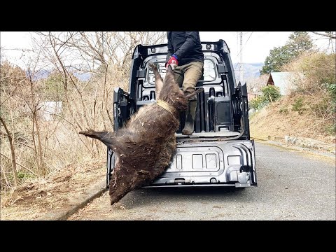 Japanese wild boar hunter capture a huge wild boar alive! in