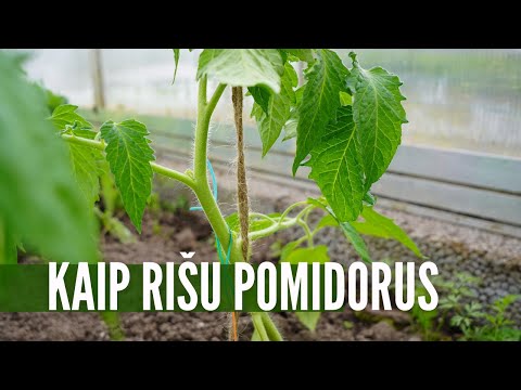 Video: Kaip naudoti raudonėlį kulinarijoje (su nuotraukomis)