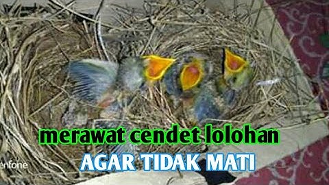 Cara merawat cendet anakan . Agar tidak mati