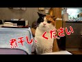 【親子猫】お目目がまんまる！！わんちゃんと対面したぺこ美が大真面目すぎるw【スコティッシュフォールド】