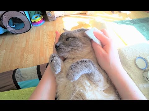 Tutorial:  How to Get a Cat Used to Ear Cleaning & a Natural Treatment against Ear Mites