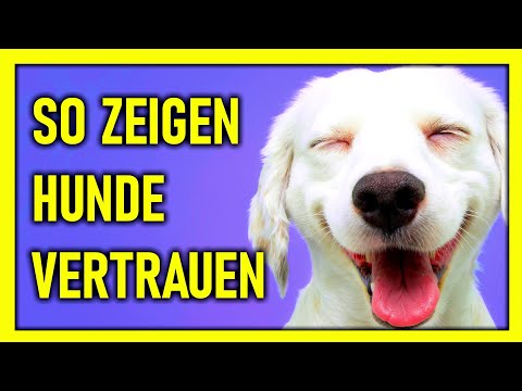 Video: Was Ihr Hund wirklich will