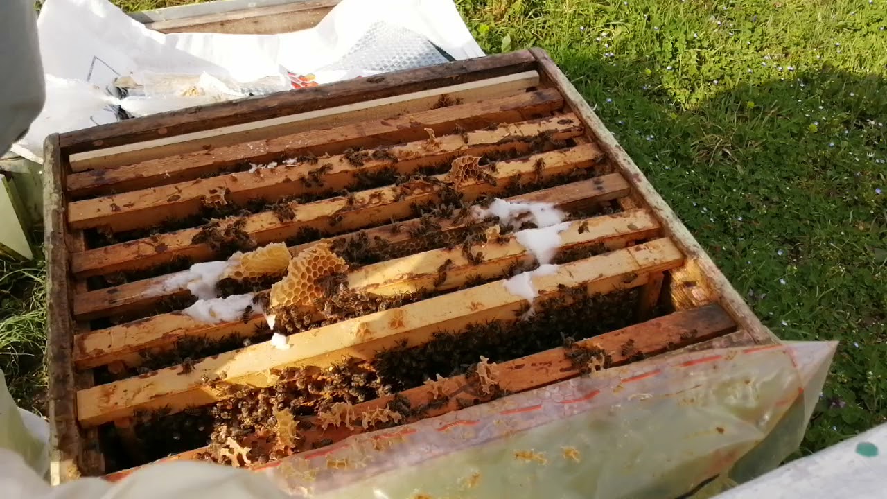 22 mart Kafkas Arısının Bahar bakımı