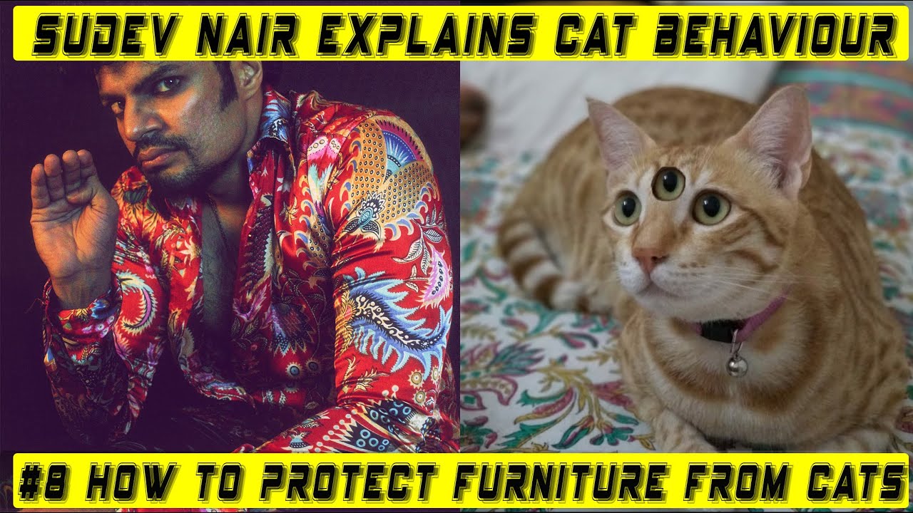 Sudev Nair Explains Cat Behaviour 8 How To Protect Your