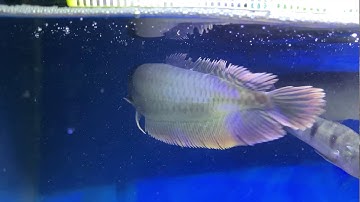 Cá Ngân Long size lớn 29/11 | Cá Cảnh Nhật Toàn Gò Công 0977022281