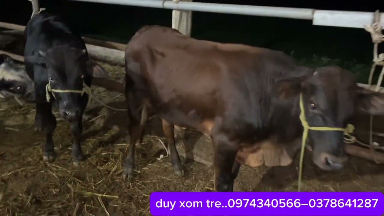 26/1/2026..tiếp tục doạn chuồng cho bà con mậu ngừ ai thích con nào cứ alo