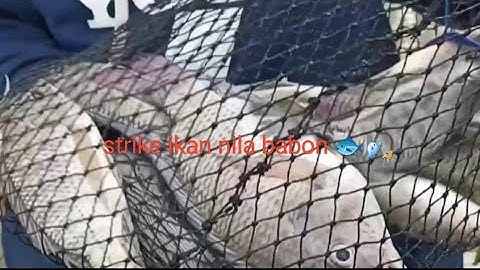 Spot airnya keruh tidak menghalangi untuk strike ikan nila babon #mancing #fishing 