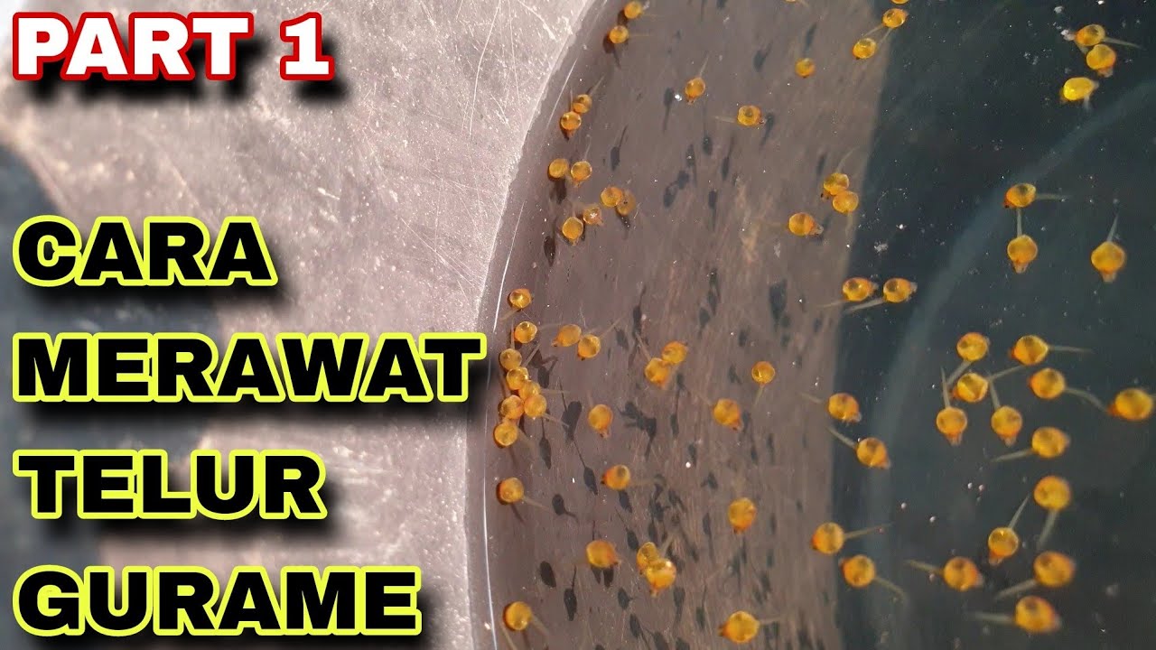 PART 1 : CARA MERAWAT TELUR IKAN GURAME USIA 3-5 HARI