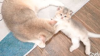 Adorable kitten receiving care and pampering from mother cat.