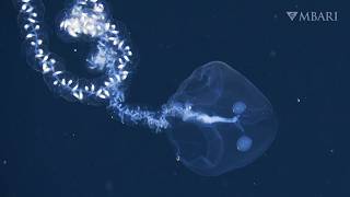 Deep-sea jellies, siphonophores, and more: MBARIs Southern California expedition