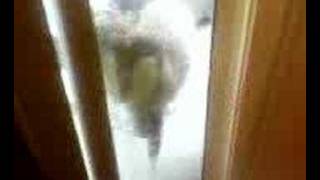 Window licker dog