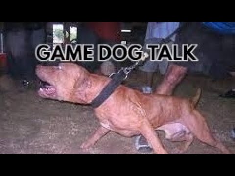 GAME DOG TALK EPISODE 69:  OVER HEATING & MORE