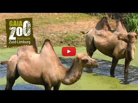 Video: Watter soorte kamele is daar?